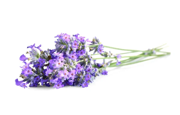 Schöner Lavendel auf Weiß — Stockfoto