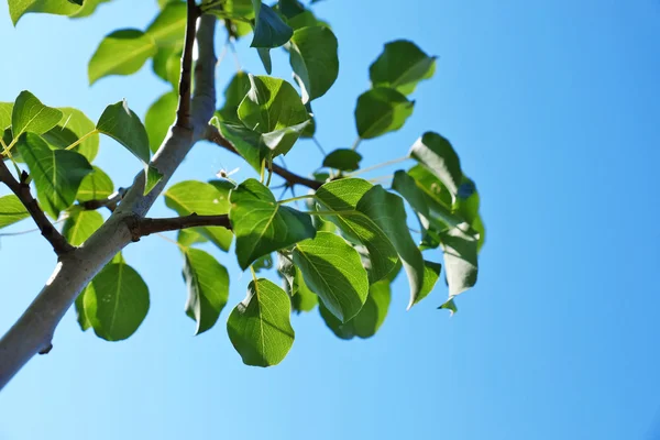 Trädgren på blå himmel — Stockfoto