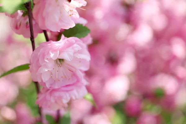 Flores rosadas de Bush — Foto de Stock