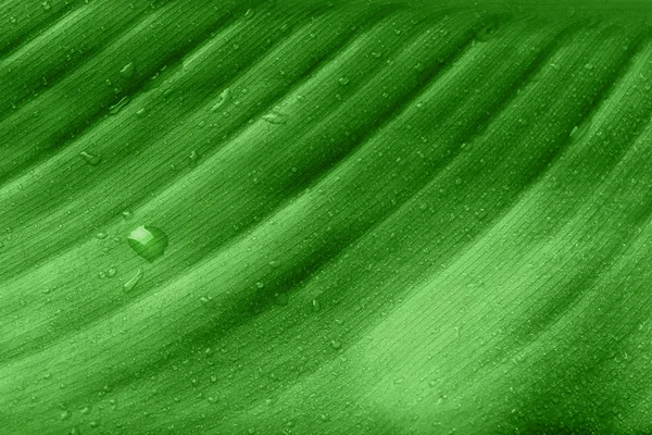 Feuille verte avec gouttes d'eau — Photo