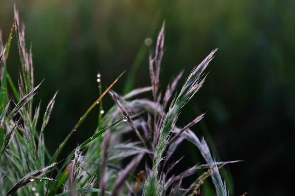 Prado selvagem grama — Fotografia de Stock