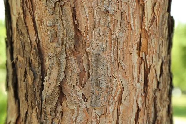天然树皮 — 图库照片