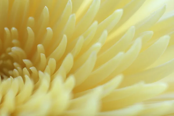 Beautiful beige chrysanthemum — Stock Photo, Image