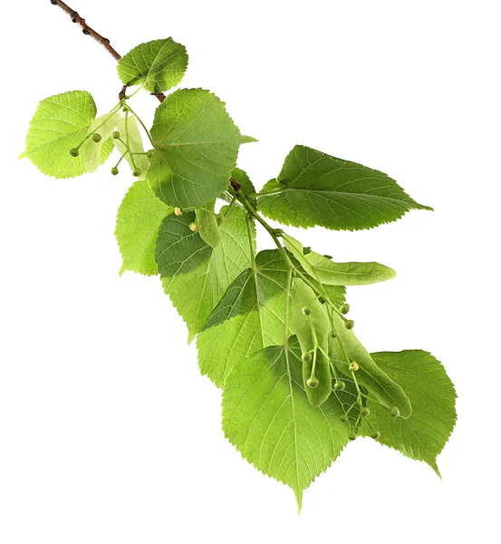 Green tree branch — Stock Photo, Image