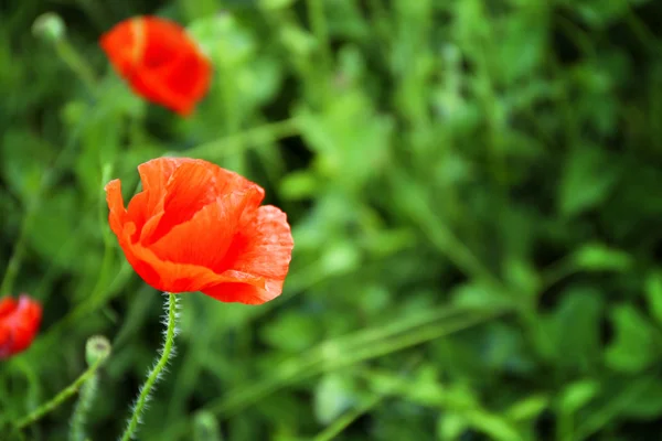 Güzel vahşi kırmızı gelincik — Stok fotoğraf