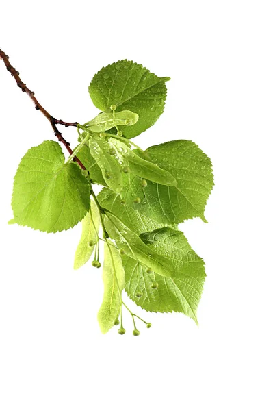 Grüner Ast — Stockfoto