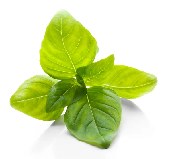 Basil leaves, isolated — Stock Photo, Image