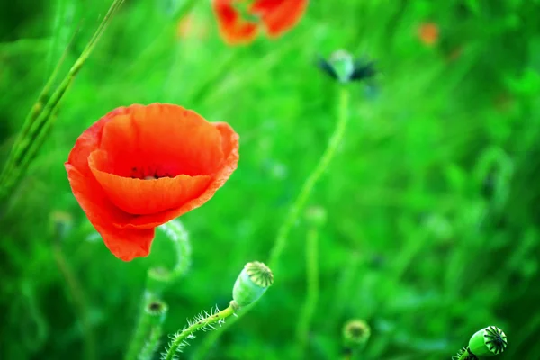 Beautiful wild red poppy — Stock Photo, Image