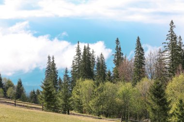 Yaz orman dağ yamaçlarında