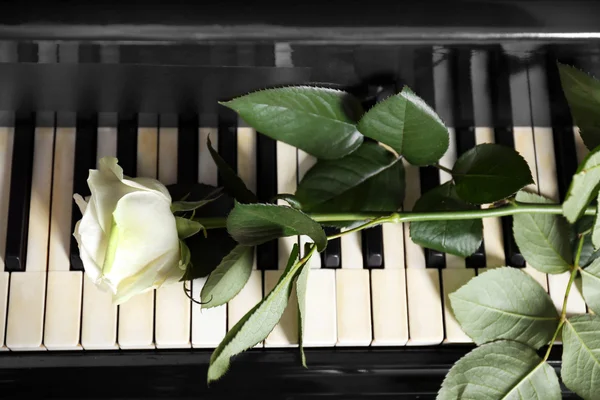 Belle rose blanche sur les touches de piano, gros plan — Photo
