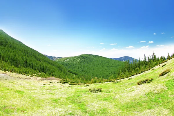 Spring forest on mountain slopes — Stock Photo, Image