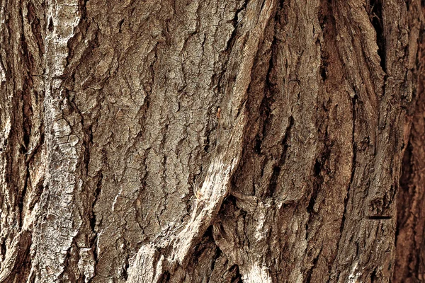 Natürliche Baumrinde — Stockfoto