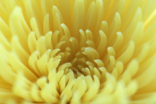 Beautiful beige chrysanthemum — Stock Photo, Image