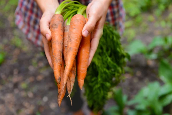 Donna che tiene carote fresche — Foto Stock