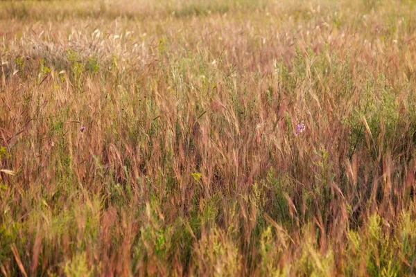 Prado selvagem grama — Fotografia de Stock