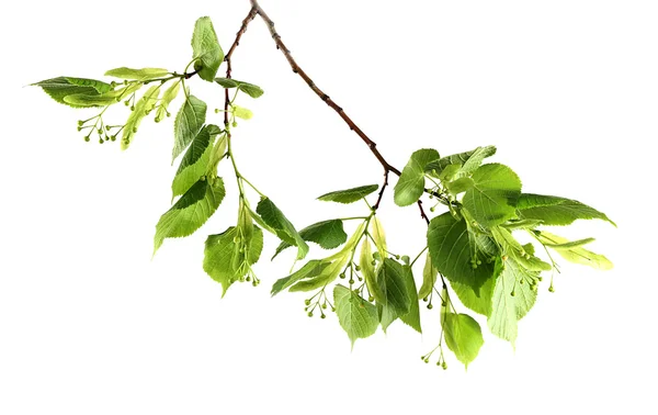 Зелене дерево відділення — стокове фото