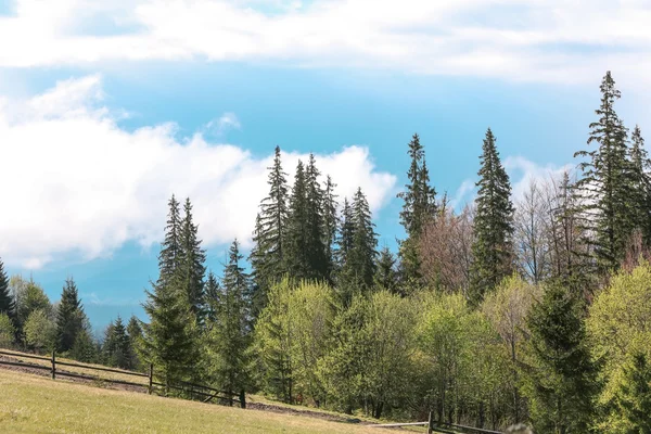 Yaz orman dağ yamaçlarında