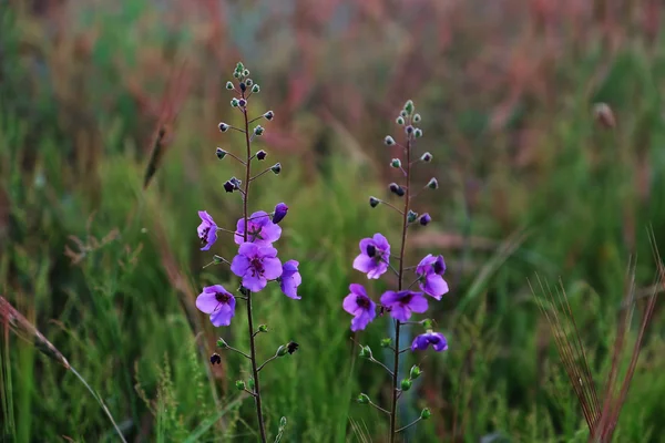 Krásná louka, fialové květy — Stock fotografie