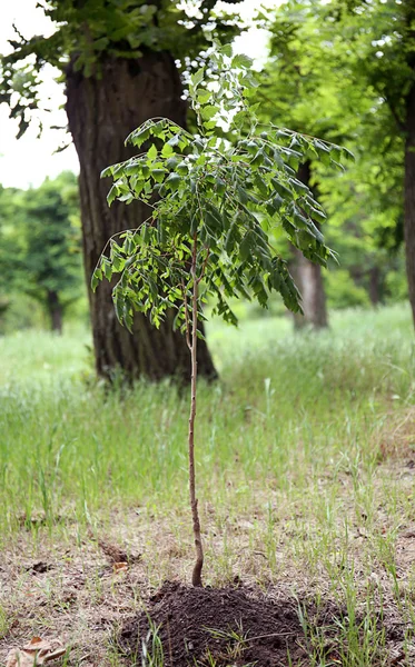 Neu gepflanzter Baum — Stockfoto