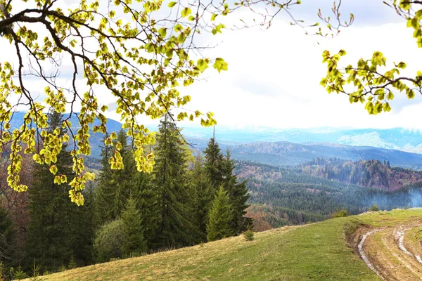 Sommerwald an Berghängen — Stockfoto