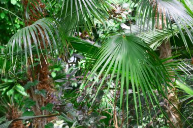 Botanik Bahçesi içinde palmiye