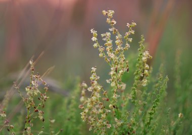 vahşi çayır çimen 