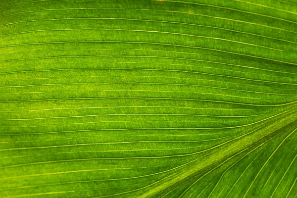 Primo piano estremo di foglia verde fresca — Foto Stock