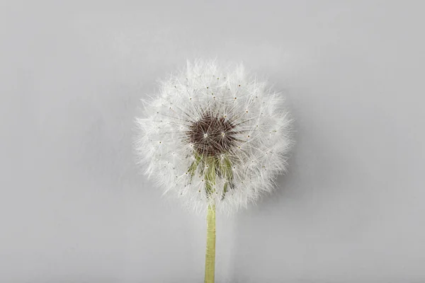 Dandelion seed head — Stock Photo, Image