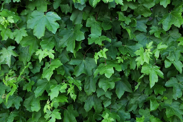 Hojas verdes fondo —  Fotos de Stock