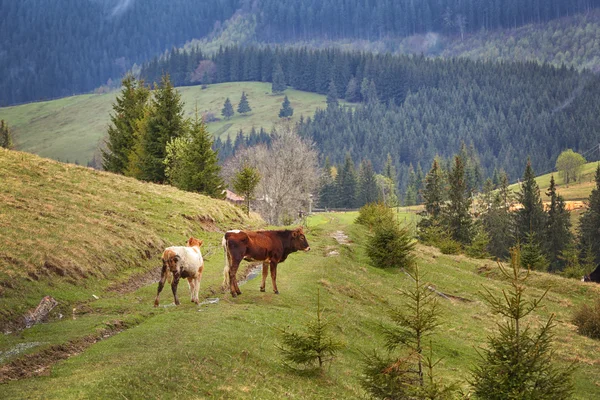 dağ çayır üzerinde ineklerin