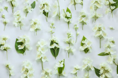 taze Yasemin çiçekleri 