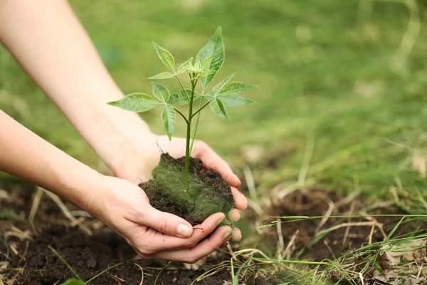 Frau pflanzt Baum — Stockfoto