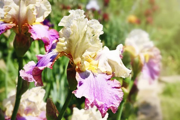 Kleurrijke irissen op onscherpe achtergrond — Stockfoto