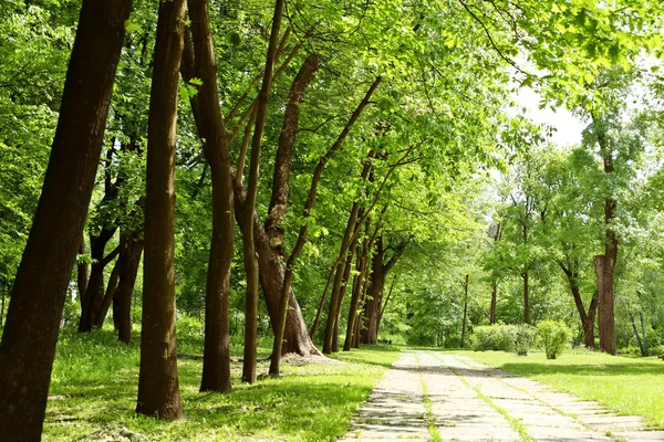 夏の公園の通路 — ストック写真