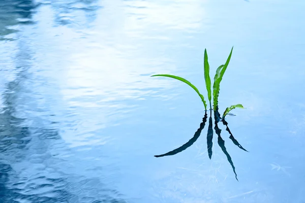 Groene plant in water — Stockfoto
