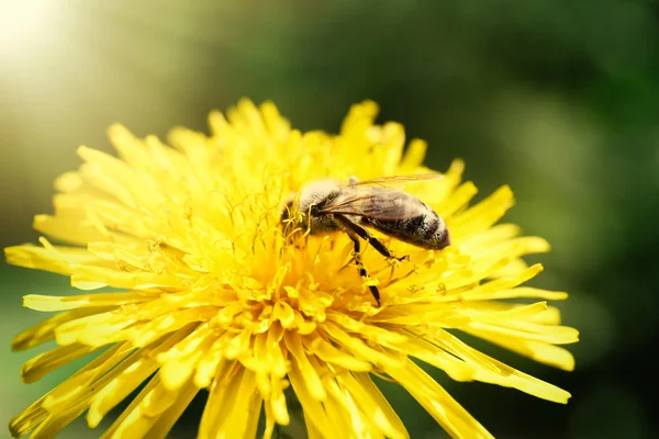 Biene auf gelbem Löwenzahn — Stockfoto