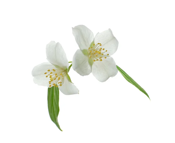 Fresh jasmine branch — Stock Photo, Image