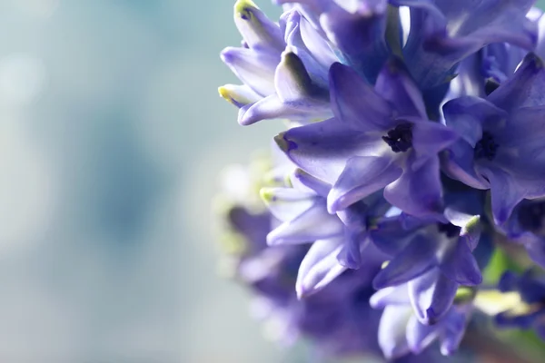 Hyacint modrý květ — Stock fotografie