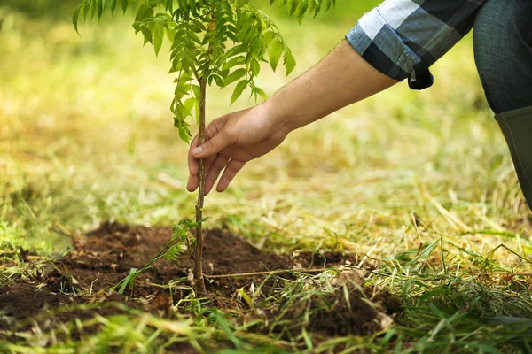 男子种植的树 — 图库照片