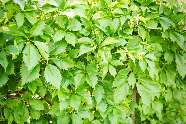 Groene bladeren achtergrond — Stockfoto