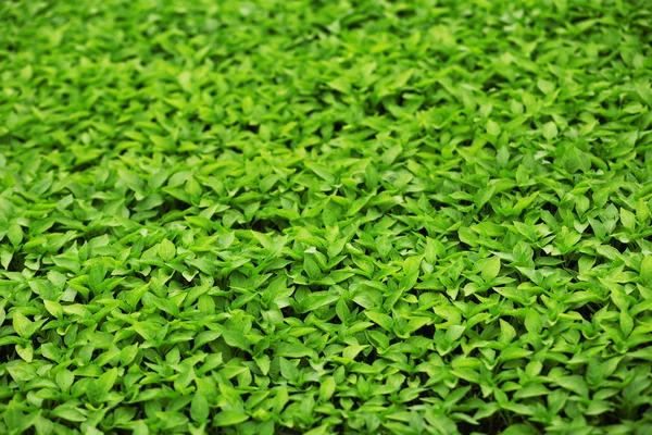 Junge grüne Pflanzen — Stockfoto