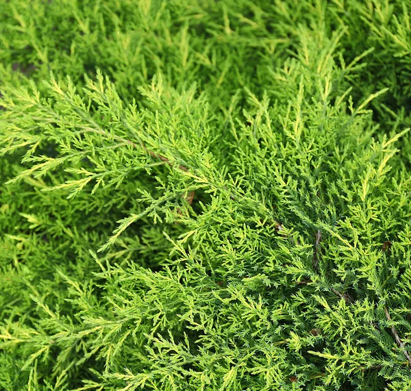 Green juniper  close up — Stock Photo, Image