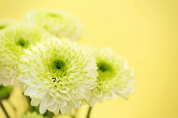 Hermosas flores de crisantemo —  Fotos de Stock