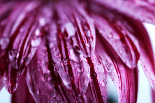 Flor rosa con gotas de agua — Foto de Stock