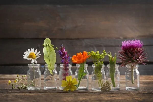 Healing flowers in glass bottles — Stock Photo, Image