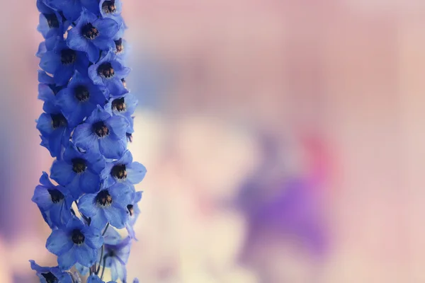 Delphinium niebieski kwiaty — Zdjęcie stockowe