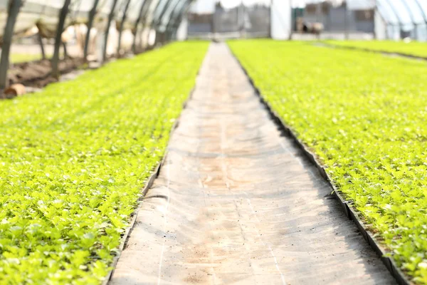 Jeunes plantes en serre — Photo