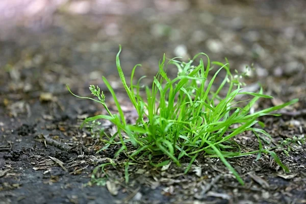 Green grass bush — Stock Photo, Image