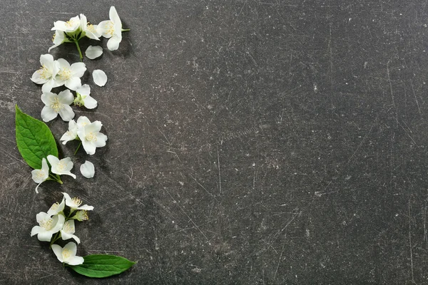 Свіжі квіти жасмину — стокове фото