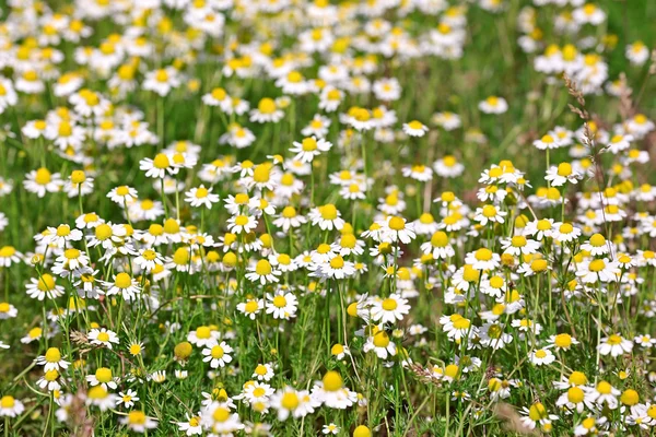 Wild chamomile flowers — Stock Photo, Image